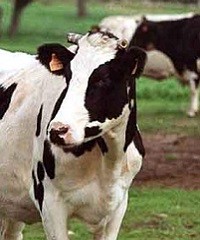 ¿Cómo prevenir enfermedades reproductivas en vacas lecheras?