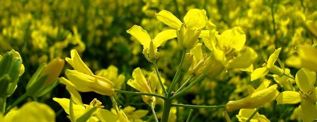 Caería un 50% el área de siembra de colza en el 2015