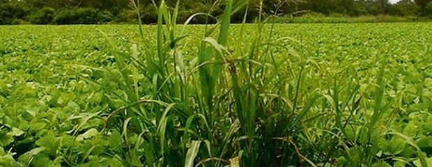 Alerta Roja: confirman resistencia múltiple del sorgo de Ale