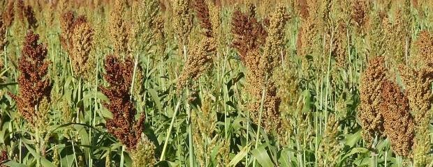 Destacan una mejora del sorgo durante la campaña