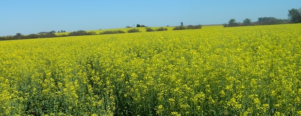 La colza se reposiciona como alternativa al trigo