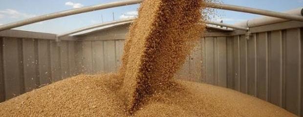 Cae 26% el ingreso de dólares por la exportación de granos