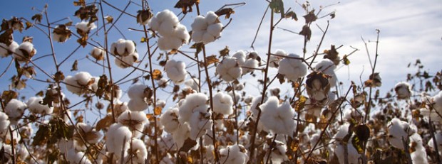 Buscan crear un seguro agrícola para el algodón