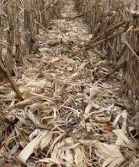 Recomendaciones para la siembra de trigo sobre maíz