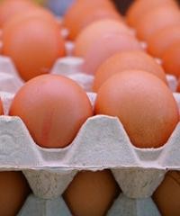 Técnicas para la detección de Salmonella en huevos