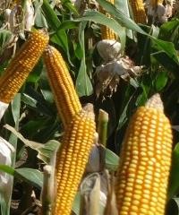 El maíz, herramienta fundamental en la producción agrícola