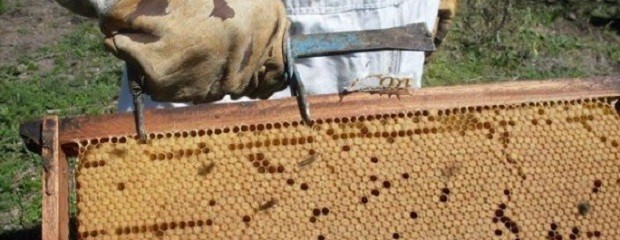 Miel: cae 40% la exportación, piden medidas urgentes