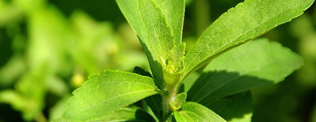 Impulsan por ley el cultivo de stevia en todo el país