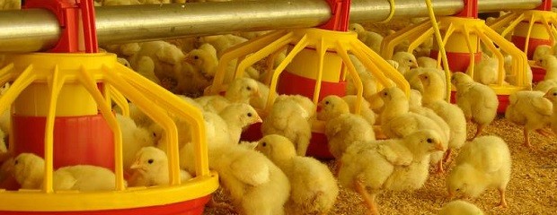 La industria avícola propone una política de carne conjunta