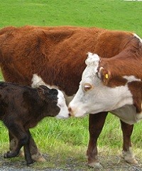 ¿Cuáles son las causas del aborto en bovinos?