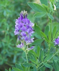 Alternativa: Alfalfa en el invierno