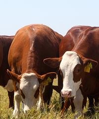 El buen trato a las vacas minimiza las pérdidas en el campo