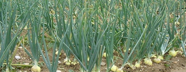  Desarrollan una nueva variedad de cebolla