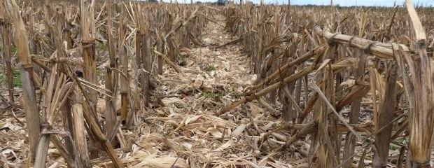 La estabilidad climática reactivó los barbechos