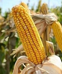 Fertilización en maíces para silo