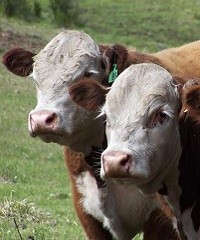 Enfermedades reproductivas en bovinos.