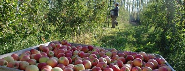 Los fruticultores esperan asistencia del estado