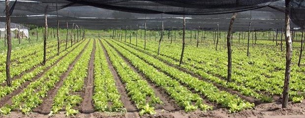 Se registran pérdidas en la producción de verduras 