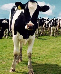 Efectos del estrés calórico en vacas lecheras