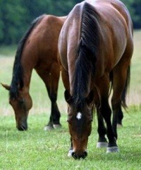 ¿Cómo planificar la nutrición en caballo? 