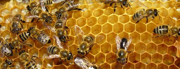 Las exportaciones de miel cayeron a la mitad
