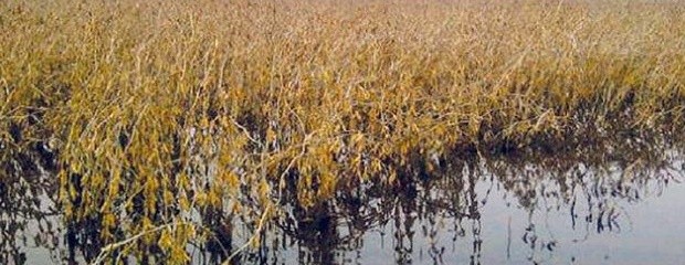 Más de mil productores tramitaron la emergencia agropecuaria