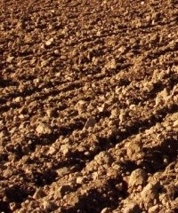 Pautas para fertilizar después de los excesos hídricos