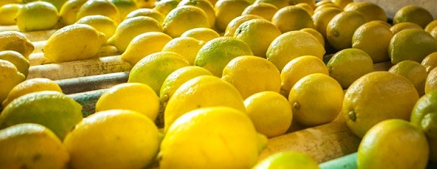 Los limones argentinos ingresarán al mercado norteamericano