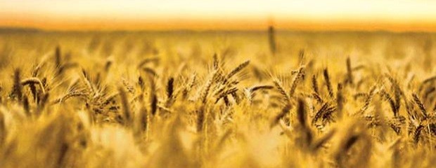 El costo de exportación para el trigo cayó el 80%