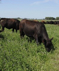 Pasturas, recomendaciones para una planificación adecuada