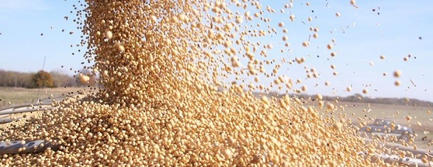  México analiza comprar maíz y soja en la Argentina