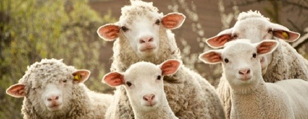 Aprueban presupuestos 2017 para producción ovina y caprina