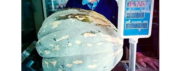 Cosechó un zapallo de más de 16 kilos en huerta de su casa