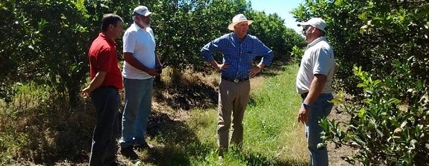 Recorren zona en la que se controlará la mosca de los frutos