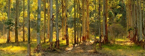 Efecto invernadero: las producciones forestales en la mira