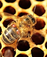 Varroa, recomiendan monitorear las colmenas 