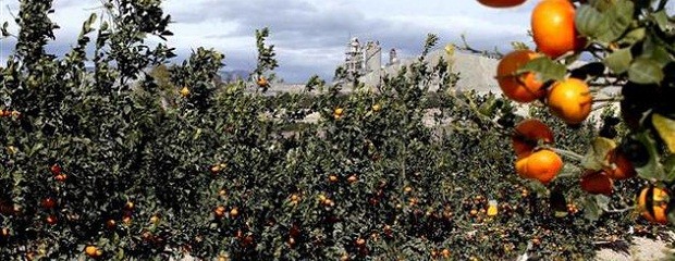 Citrícultores conformes con el control de mosca de los fruto