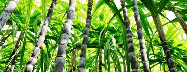 La caña de azúcar argentina emite casi 50% menos de gases