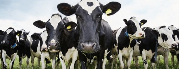 Analizan avances contra la fiebre aftosa en el continente