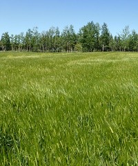 Pautas para el manejo de la disponibilidad de forrajes