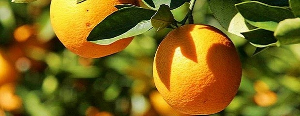 Entre Ríos exportará mandarinas y naranjas a Brasil