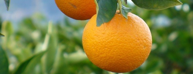 La superficie destinada al citrus cayó el 13 por ciento