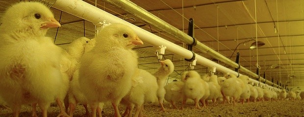 La producción avícola creció 8% en el primer trimestre