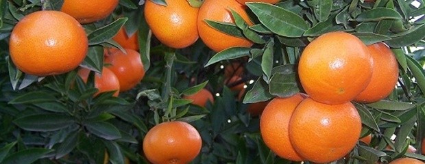 Reabren mercado brasileño para ingreso de cítricos 