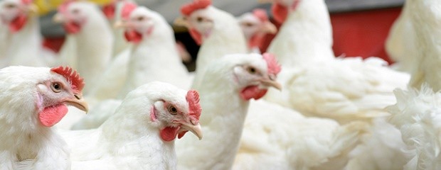 Creció la producción avícola y el consumo de carne aviar
