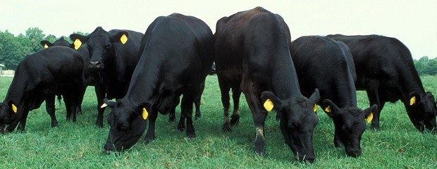 Vuelven pasturas y bovinos se consolidan como cosechadoras