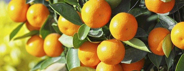 Explicarán la crisis del citrus con una APP