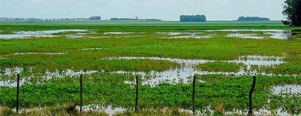Efectos del cambio climático en la producción agropecuaria