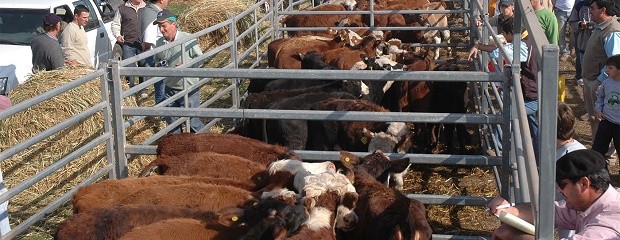 Con una histórica concurrencia se realizó Agroactiva 2017