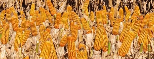 Se declararon ventas de maíz por el 36% del saldo exportable
